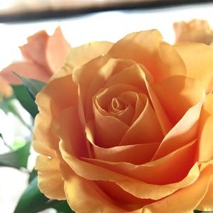 Meet your Posher, Suzy